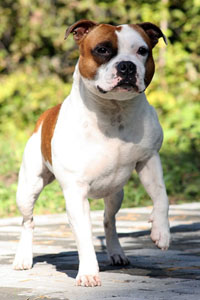 стаффордширский бультерьер